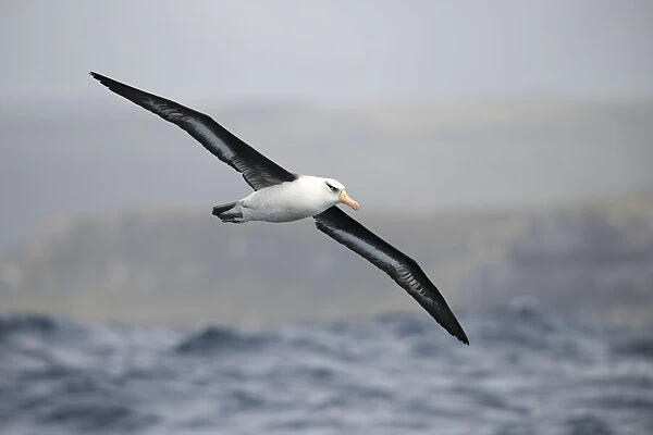 Campbell albatross (Thalassarche impavida), flying off Campbell Island