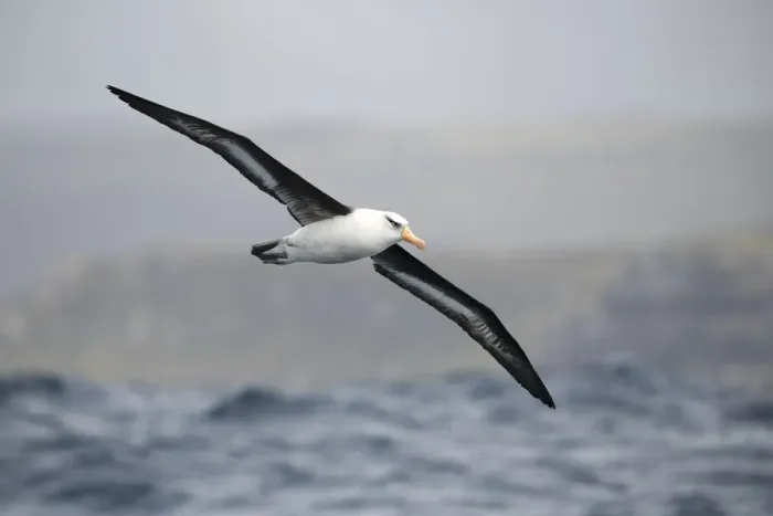 Framed Print : Campbell albatross (Thalassarche impavida), flying off Campbell Island Framed Print : Campbell albatross (Thalassarche impavida), flying off Campbell Island