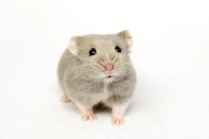 Framed Print : Campbells Russian dwarf hamster (Phodopus campbelli) opal colour form Framed Print : Campbells Russian dwarf hamster (Phodopus campbelli) opal colour form