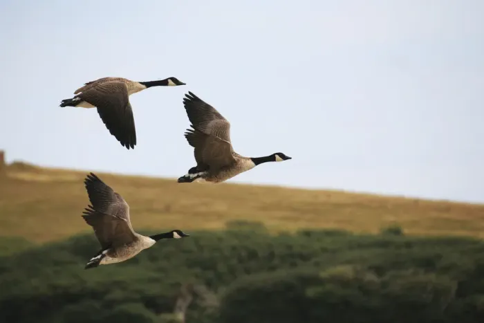 Framed Print : Canada geese (Branta canadensis) in flight at Abbotsbury Swannery, Abbotsbury, Dorset, England, UK Framed Print : Canada geese (Branta canadensis) in flight at Abbotsbury Swannery, Abbotsbury, Dorset, England, UK