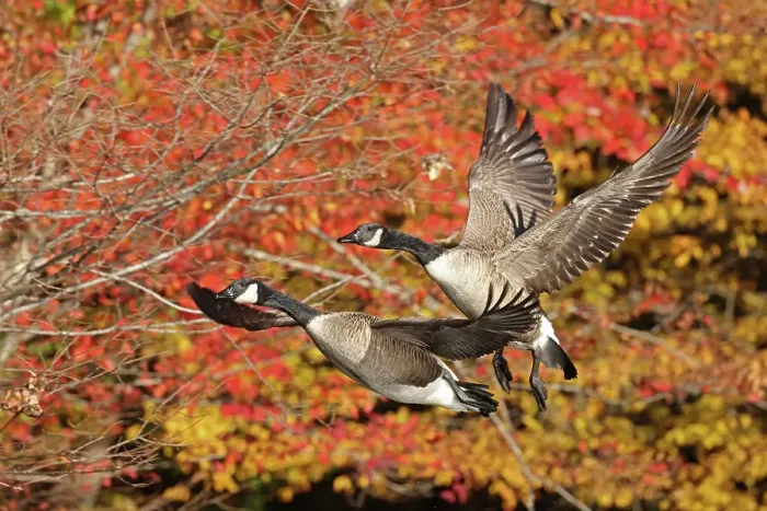 Framed Print : Two Canada geese (Branta canadensis) in flight with autumn foliage behind, Maryland, USA. October Framed Print : Two Canada geese (Branta canadensis) in flight with autumn foliage behind, Maryland, USA. October