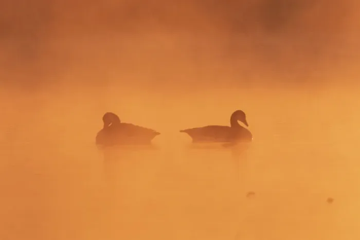 Framed Print : Two Canada geese (Branta canadensis) on a misty lake at dawn, UK Framed Print : Two Canada geese (Branta canadensis) on a misty lake at dawn, UK