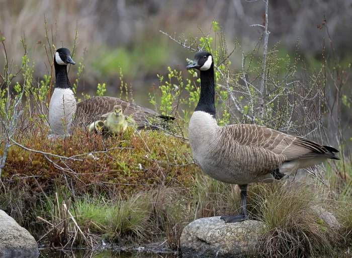 Framed Print : Canada geese (Branta canadensis) pair with newborn goslings standing at edge of a beaver pond, Acadia National Park, Maine, USA. May Framed Print : Canada geese (Branta canadensis) pair with newborn goslings standing at edge of a beaver pond, Acadia National Park, Maine, USA. May