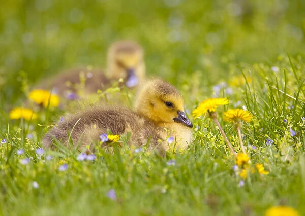 Canada Goose (Branta canadensis), two goslings sitting amid flowers on a lawn in spring