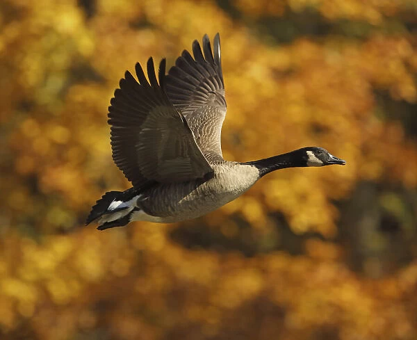 Canada goose (Branta canadensis) in flight in autumn, Maryland, USA. October