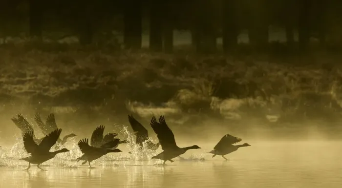 Framed Print : Canada goose (Branta canadensis) flock taking off from a lake at sunrise. London, UK Framed Print : Canada goose (Branta canadensis) flock taking off from a lake at sunrise. London, UK