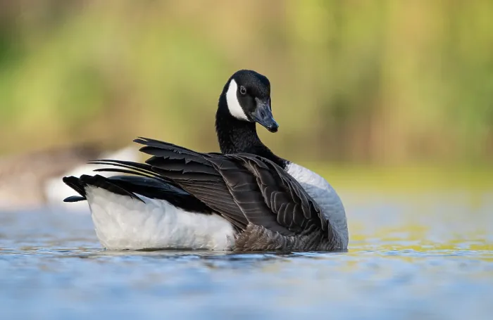 Framed Print : Canada goose (Branta canadensis) fluffing up its feathers as it floats on a lake, Surrey, England, UK. March Framed Print : Canada goose (Branta canadensis) fluffing up its feathers as it floats on a lake, Surrey, England, UK. March