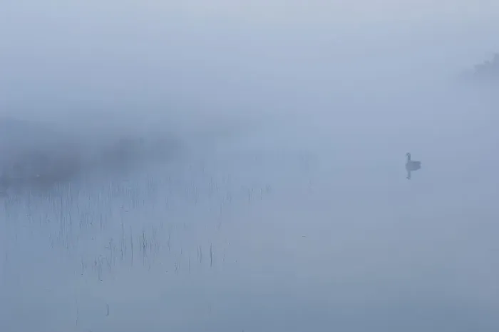 Framed Print : Canada goose (Branta canadensis) goose reflected in drain canal, in mist at dawn Framed Print : Canada goose (Branta canadensis) goose reflected in drain canal, in mist at dawn