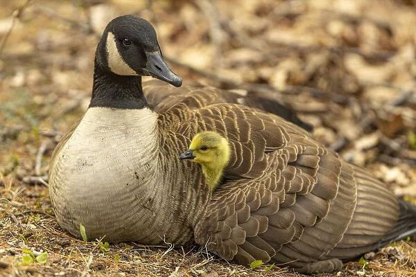 Canada goose (Branta canadensis) with gosling, a few days old. Massachusetts, USA. April