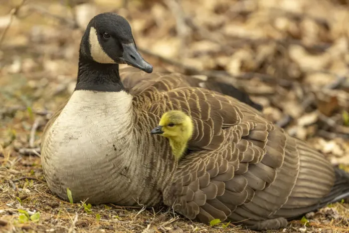 Framed Print : Canada goose (Branta canadensis) with gosling, a few days old. Massachusetts, USA. April Framed Print : Canada goose (Branta canadensis) with gosling, a few days old. Massachusetts, USA. April