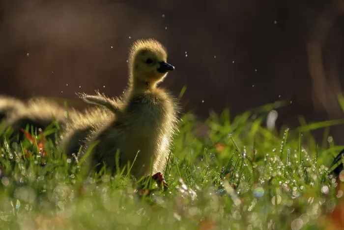 Framed Print : Canada Goose (Branta canadensis) gosling flapping its wings, Ithaca, New York, USA. April 2020 Framed Print : Canada Goose (Branta canadensis) gosling flapping its wings, Ithaca, New York, USA. April 2020