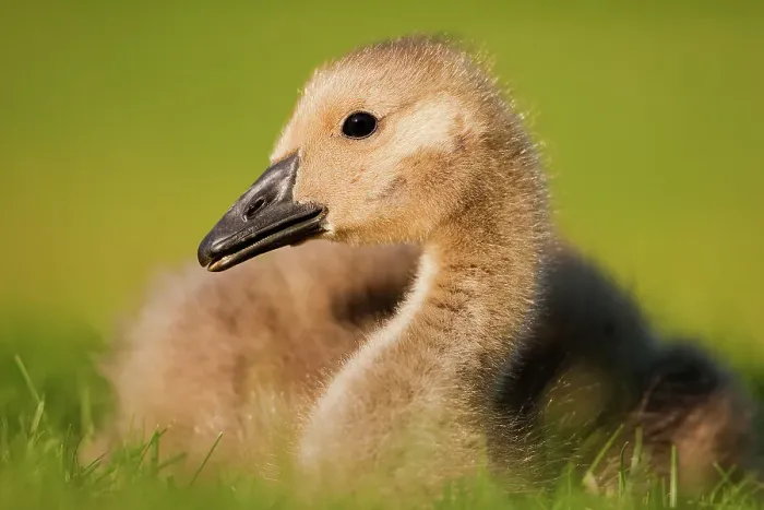Framed Print : Canada goose (Branta canadensis) gosling portrait, Hornsey, London, UK May