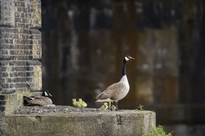 Framed Print : Canada goose (Branta canadensis) parents and goslings by the nest on ledge of Barnes