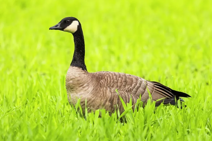 Framed Print : Canada goose (Branta canadensis) portrait, Fairbanks, Alaska, USA. September Framed Print : Canada goose (Branta canadensis) portrait, Fairbanks, Alaska, USA. September