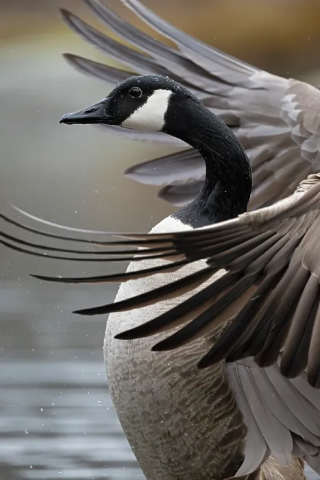 Framed Print : Canada goose (Branta canadensis) stretching its wings, portrait, Acadia National Park, Maine, USA. April