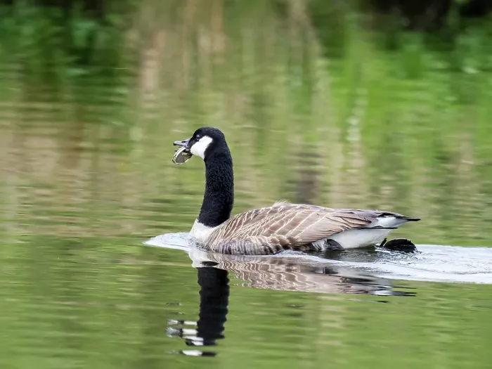 Framed Print : Canada goose (Branta canadensis) on water, with the bottom of a drinks can stuck in its beak, River Brathay, Ambleside, Lake District, Cumbria, UK. May Framed Print : Canada goose (Branta canadensis) on water, with the bottom of a drinks can stuck in its beak, River Brathay, Ambleside, Lake District, Cumbria, UK. May