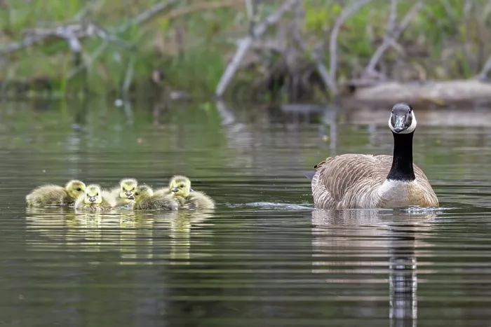 Framed Print : Canada goose (Branta canadensis) on water with newborn goslings, Acadia National Park, Maine, USA. May Framed Print : Canada goose (Branta canadensis) on water with newborn goslings, Acadia National Park, Maine, USA. May