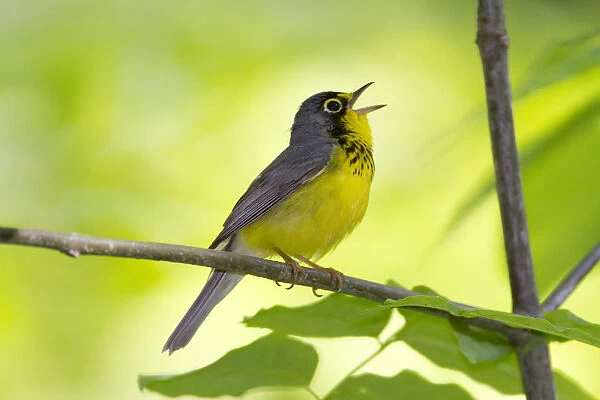 Canada Warbler (Cardellina canadensis) male in breeding plumage, singing in spring