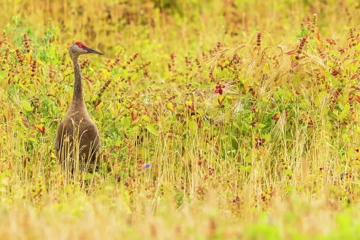 Framed Print : Canadian crane (Grus canadensis) standing in long grass, Fairbanks, Alaska, USA. September Framed Print : Canadian crane (Grus canadensis) standing in long grass, Fairbanks, Alaska, USA. September