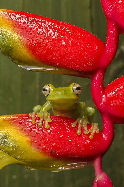 Canal Zone tree frog (Hypsiboas rufitelus) resting on heliconia, La Selva, Costa Rica