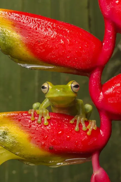 Framed Print : Canal Zone tree frog (Hypsiboas rufitelus) resting on heliconia, La Selva, Costa Rica