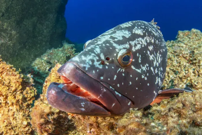 Framed Print : Canary fish (Epinephelus marginatus) in reef. El Hierro, Canary Islands Framed Print : Canary fish (Epinephelus marginatus) in reef. El Hierro, Canary Islands