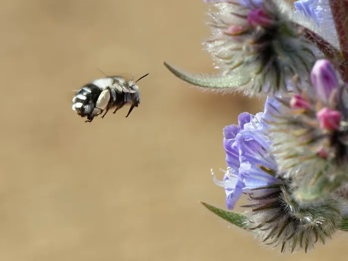Framed Print : Canary flower bee (Anthophora alluaudi) flying towards Blue bugloss (Echium auberianum) flowers, Teide National Park, Tenerife, Canary Islands. May Framed Print : Canary flower bee (Anthophora alluaudi) flying towards Blue bugloss (Echium auberianum) flowers, Teide National Park, Tenerife, Canary Islands. May