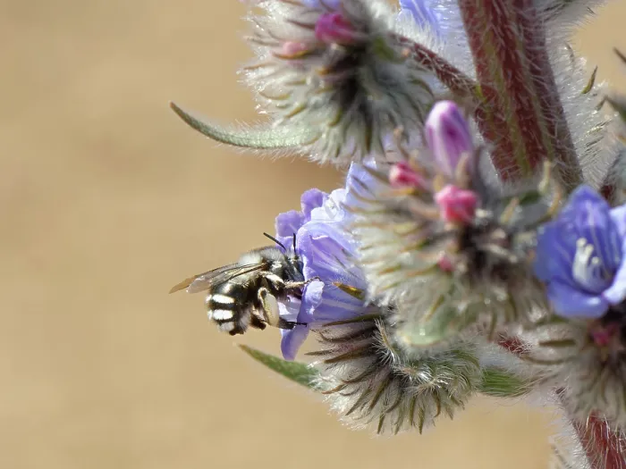 Framed Print : Canary flower bee (Anthophora alluaudi) nectaring from Blue bugloss (Echium auberianum) flowers, Teide National Park, Tenerife, Canary Islands. May Framed Print : Canary flower bee (Anthophora alluaudi) nectaring from Blue bugloss (Echium auberianum) flowers, Teide National Park, Tenerife, Canary Islands. May
