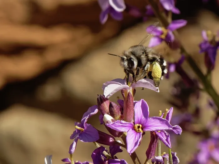 Framed Print : Canary flower bee (Anthophora alluaudi) nectaring from Teide wallflower (Erysimum scoparium) flowers, Teide National Park, Tenerife, Canary Islands. May Framed Print : Canary flower bee (Anthophora alluaudi) nectaring from Teide wallflower (Erysimum scoparium) flowers, Teide National Park, Tenerife, Canary Islands. May