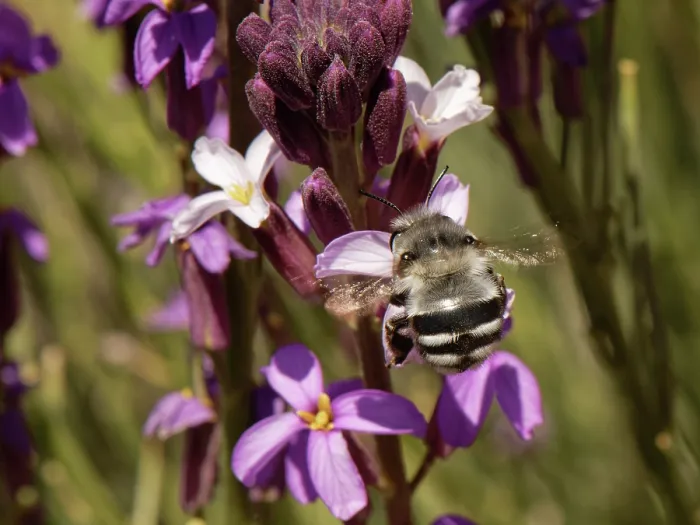 Framed Print : Canary flower bee (Anthophora alluaudi) nectaring from Teide wallflower (Erysimum scoparium) flowers, Teide National Park, Tenerife, Canary Islands. May Framed Print : Canary flower bee (Anthophora alluaudi) nectaring from Teide wallflower (Erysimum scoparium) flowers, Teide National Park, Tenerife, Canary Islands. May