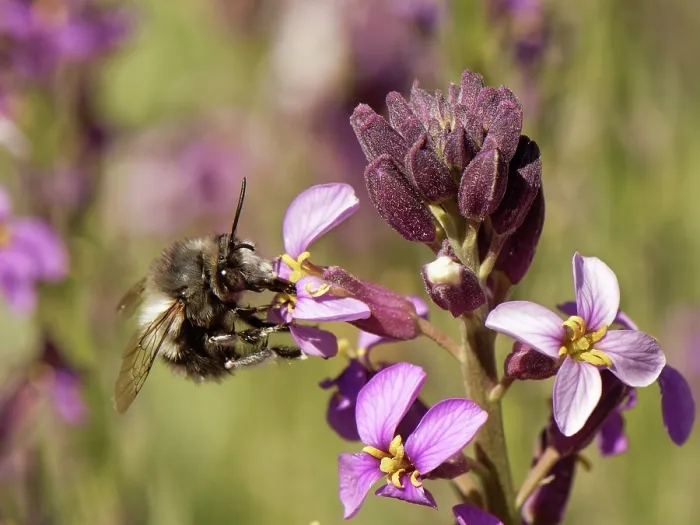 Framed Print : Canary flower bee (Anthophora alluaudi) nectaring from Teide wallflower (Erysimum scoparium) flowers, Teide National Park, Tenerife, Canary Islands. May Framed Print : Canary flower bee (Anthophora alluaudi) nectaring from Teide wallflower (Erysimum scoparium) flowers, Teide National Park, Tenerife, Canary Islands. May