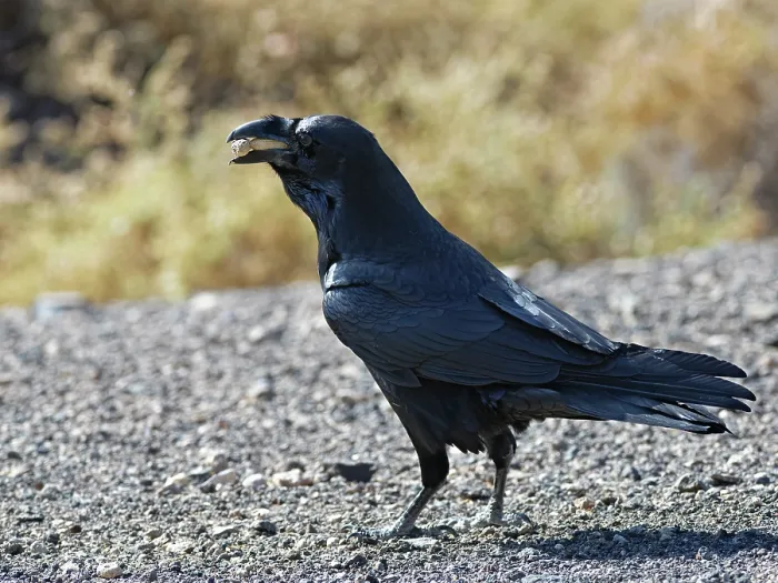 Framed Print : Canary Island raven (Corvus corax tingitanus) with a beak full of peanuts thrown by tourists, Morro Jable, Fuerteventura, Canary Islands. November Framed Print : Canary Island raven (Corvus corax tingitanus) with a beak full of peanuts thrown by tourists, Morro Jable, Fuerteventura, Canary Islands. November