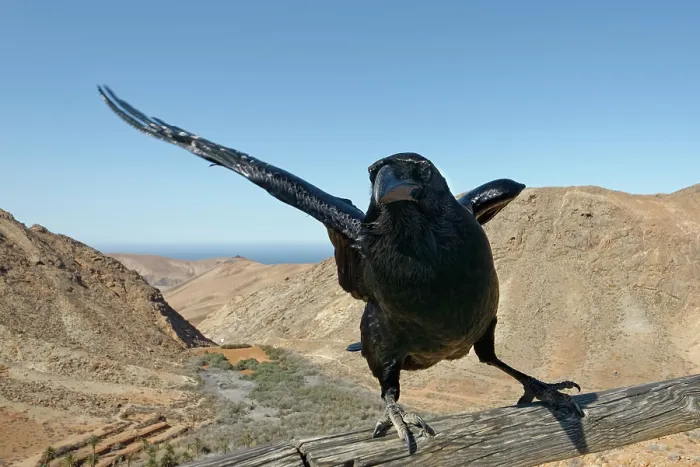 Framed Print : Canary Island raven (Corvus corax tingitanus) perched on a railing at a mountain viewpoint, Mirador las Penitas, Fuerteventura, Canary Islands. November Framed Print : Canary Island raven (Corvus corax tingitanus) perched on a railing at a mountain viewpoint, Mirador las Penitas, Fuerteventura, Canary Islands. November