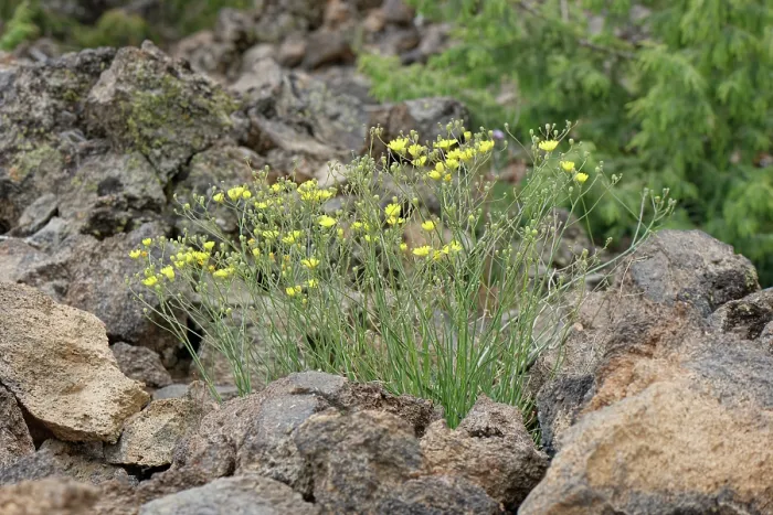 Framed Print : Canary island wall lettuce (Tolpis webbii) clump flowering in El Portillo Botanical Garden, Teide National Park, Tenerife, Canary Islands. May Framed Print : Canary island wall lettuce (Tolpis webbii) clump flowering in El Portillo Botanical Garden, Teide National Park, Tenerife, Canary Islands. May