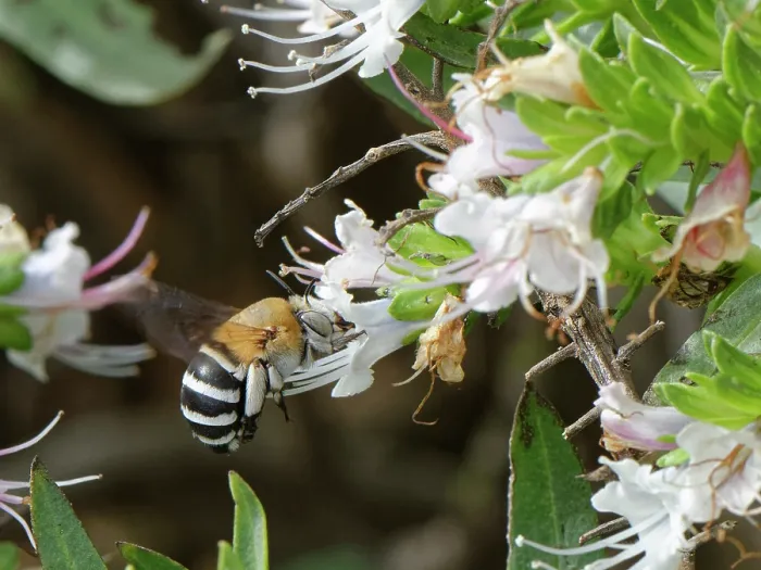 Framed Print : Canary islands blue-banded bee (Amegilla canifrons) nectaring on White tajinaste (Echium decaisnei purpuriense) flowers, Morro Velosa, Fuerteventura, Canary Islands. November Framed Print : Canary islands blue-banded bee (Amegilla canifrons) nectaring on White tajinaste (Echium decaisnei purpuriense) flowers, Morro Velosa, Fuerteventura, Canary Islands. November