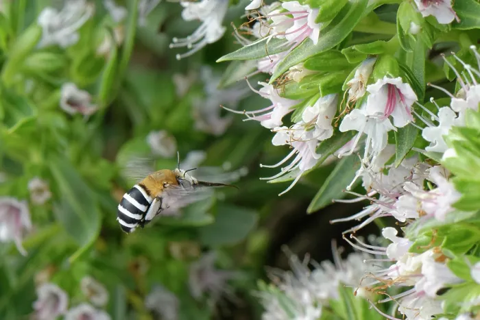Framed Print : Canary islands blue-banded bee (Amegilla canifrons) flying towards White tajinaste (Echium decaisnei purpuriense) flowers, Morro Velosa, Fuerteventura, Canary Islands. November Framed Print : Canary islands blue-banded bee (Amegilla canifrons) flying towards White tajinaste (Echium decaisnei purpuriense) flowers, Morro Velosa, Fuerteventura, Canary Islands. November