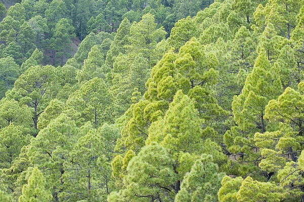 Canary pine (Pinus canariensis) forest, Caldera de Taburiente National Park, La Palma