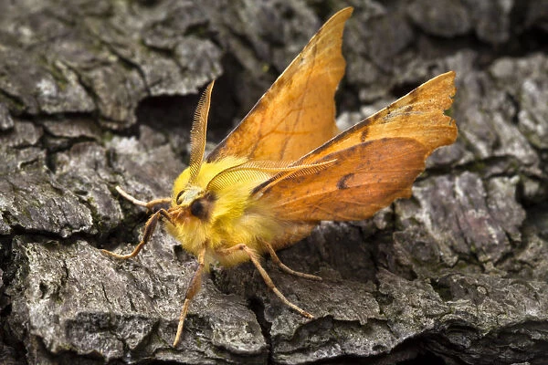 Canary-shouldered thorn moth (Ennomos alniaria) on bark. Peak District National Park