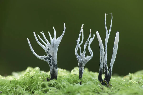 Candle-snuff fungus (Xylaria hypoxylon), New Forest National Park, Hampshire, England, UK