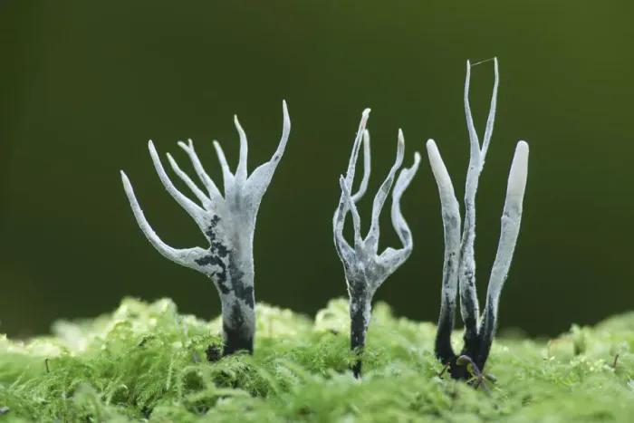 Framed Print : Candle-snuff fungus (Xylaria hypoxylon), New Forest National Park, Hampshire, England, UK Framed Print : Candle-snuff fungus (Xylaria hypoxylon), New Forest National Park, Hampshire, England, UK