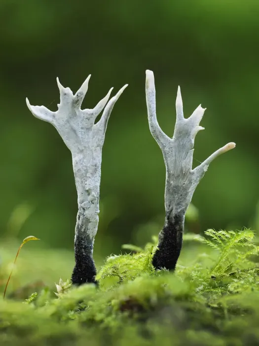 Framed Print : Candlesnuff fungus (Xylaria hypoxylon). Buckinghamshire, England, UK. October Framed Print : Candlesnuff fungus (Xylaria hypoxylon). Buckinghamshire, England, UK. October