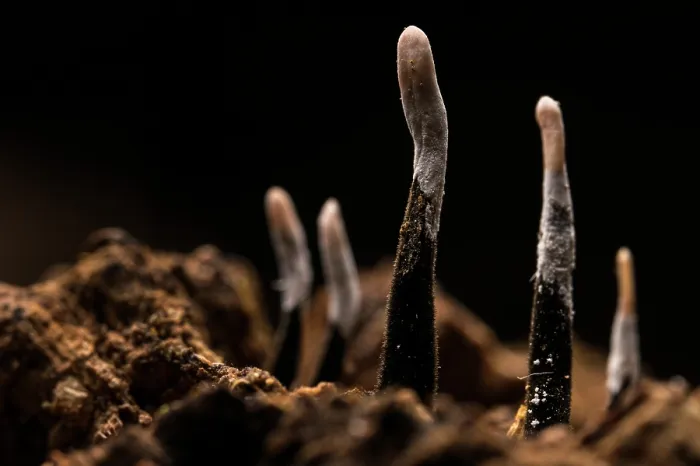 Framed Print : Candlesnuff fungus (Xylaria hypoxylon) close up, Antola Regional Park, Genoa, Italy. October Framed Print : Candlesnuff fungus (Xylaria hypoxylon) close up, Antola Regional Park, Genoa, Italy. October