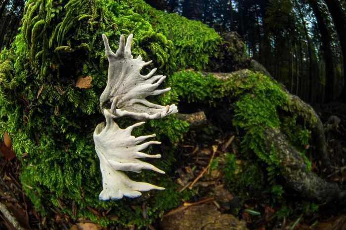 Framed Print : Candlesnuff fungus (Xylaria hypoxylon) growing on a tree root, Aveto Regional Park, Italy. October