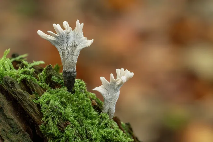 Framed Print : Candlesnuff fungus (Xylaria hypoxylon) growing on tree stump in mature mixed woodland, Gosford Forest Park, County Armagh, Northern Ireland, UK. November Framed Print : Candlesnuff fungus (Xylaria hypoxylon) growing on tree stump in mature mixed woodland, Gosford Forest Park, County Armagh, Northern Ireland, UK. November