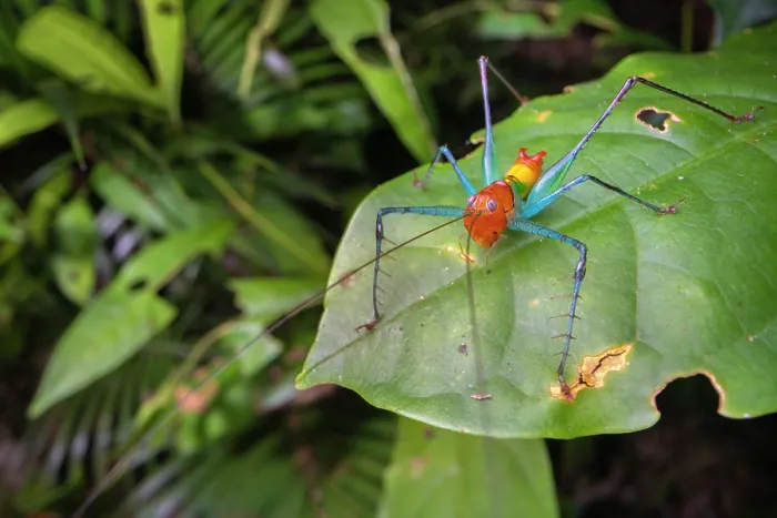 Framed Print : Candy cane katydid (Arachnoscelis sp.) male, resting on leaf in lowland rainforest, Costa Rica Framed Print : Candy cane katydid (Arachnoscelis sp.) male, resting on leaf in lowland rainforest, Costa Rica