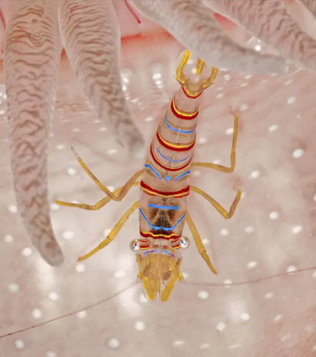 Framed Print : Candy stripe shrimp (Lebbeus grandimanus), a commensal species that associates with Framed Print : Candy stripe shrimp (Lebbeus grandimanus), a commensal species that associates with