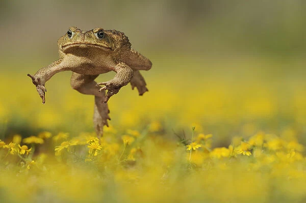 Cane Toad  /  Marine Toad  /  Giant Toad (Bufo marinus) adult jumping in Dogweed (Dyssodia