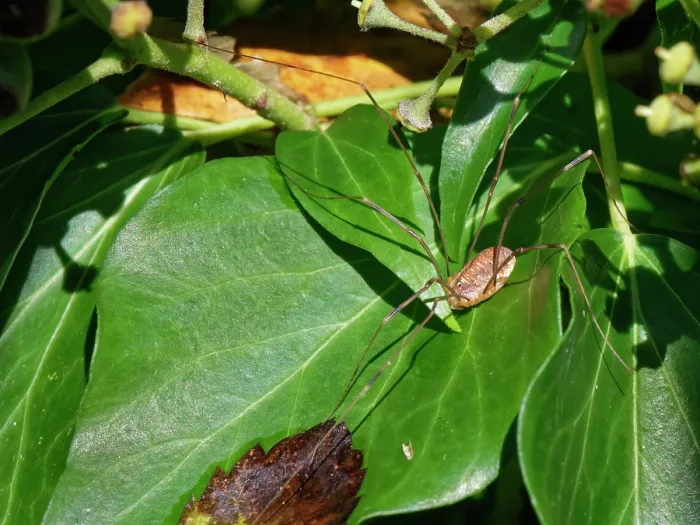 Framed Print : Canestrini's harvestman (Opilio canestrinii) sunning on Ivy (Hedera helix) leaves in a garden, Wiltshire, England, UK. October Framed Print : Canestrini's harvestman (Opilio canestrinii) sunning on Ivy (Hedera helix) leaves in a garden, Wiltshire, England, UK. October