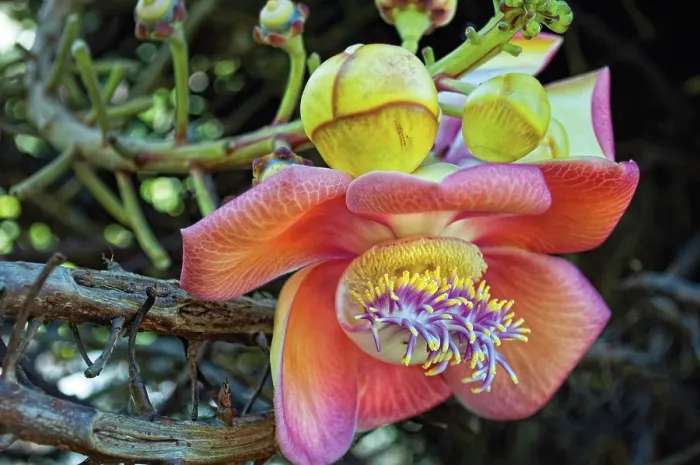 Framed Print : Cannonball tree (Couroupita guianensis) flower in a garden, Dominica, Lesser Antilles Framed Print : Cannonball tree (Couroupita guianensis) flower in a garden, Dominica, Lesser Antilles