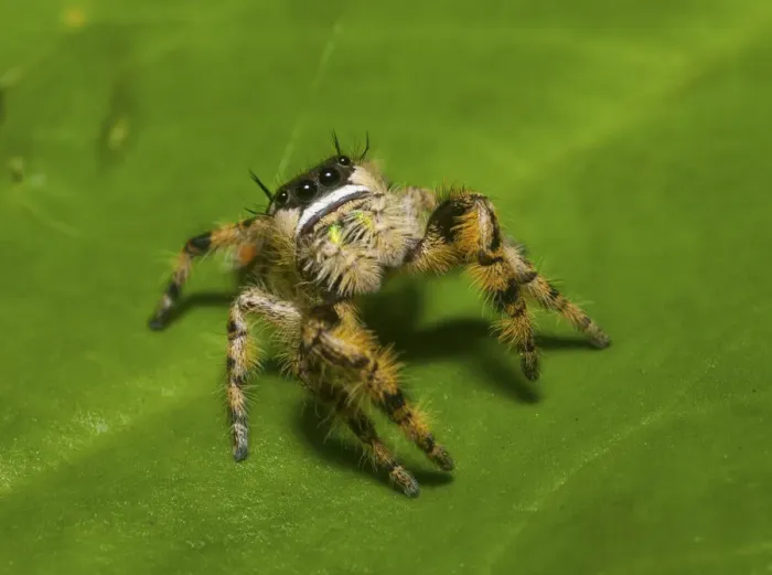 Framed Print : Canopy jumping spider (Phidippus otiosus) male, North Florida, USA, September Framed Print : Canopy jumping spider (Phidippus otiosus) male, North Florida, USA, September